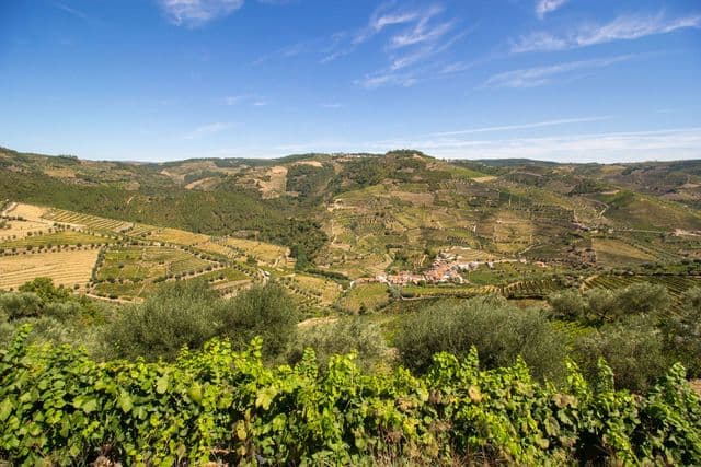 Beautiful vineyard landscape in Peso da Régua, Portugal, under a bright blue sky.