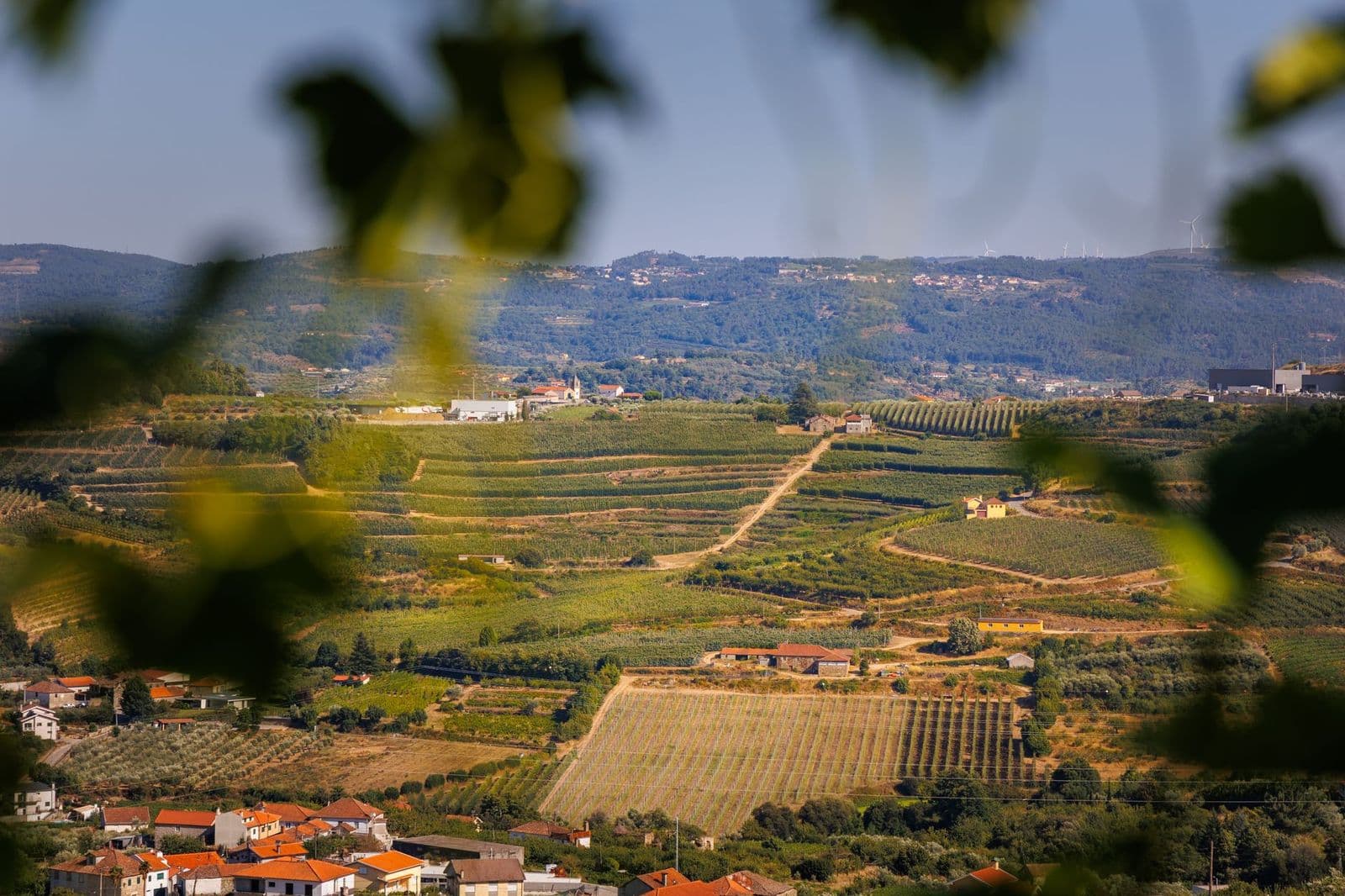 Stunning view of vineyards and hills in Lamego, Viseu District, Portugal.